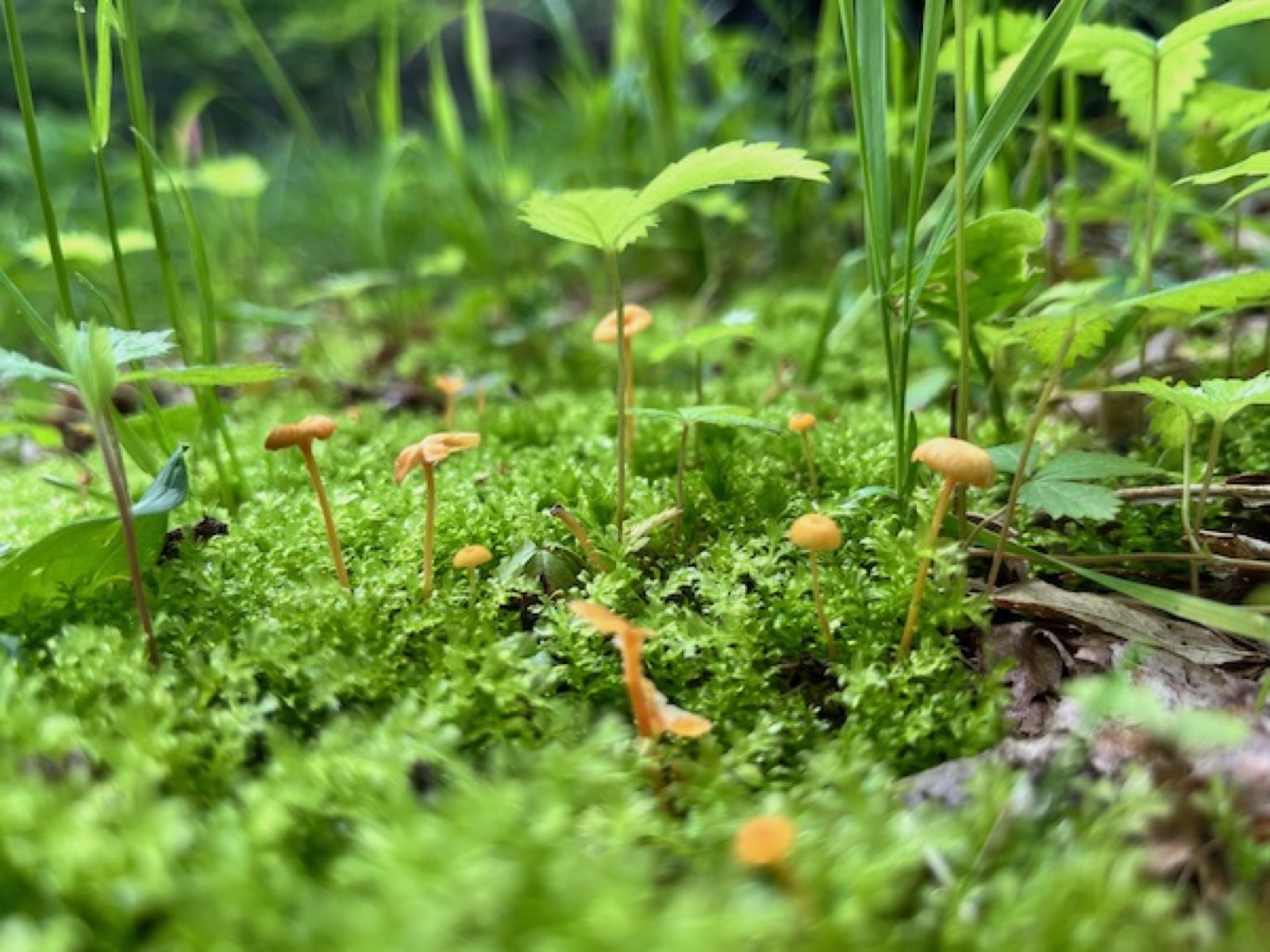 苔の間に生える小さなきのこ